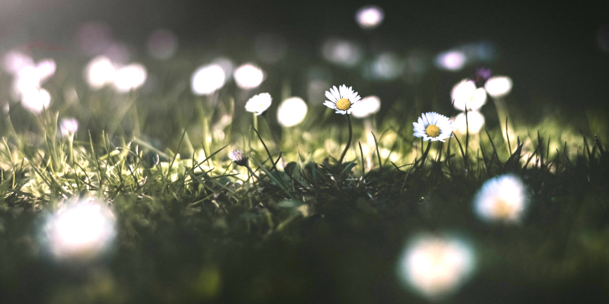 Dandelions in nature